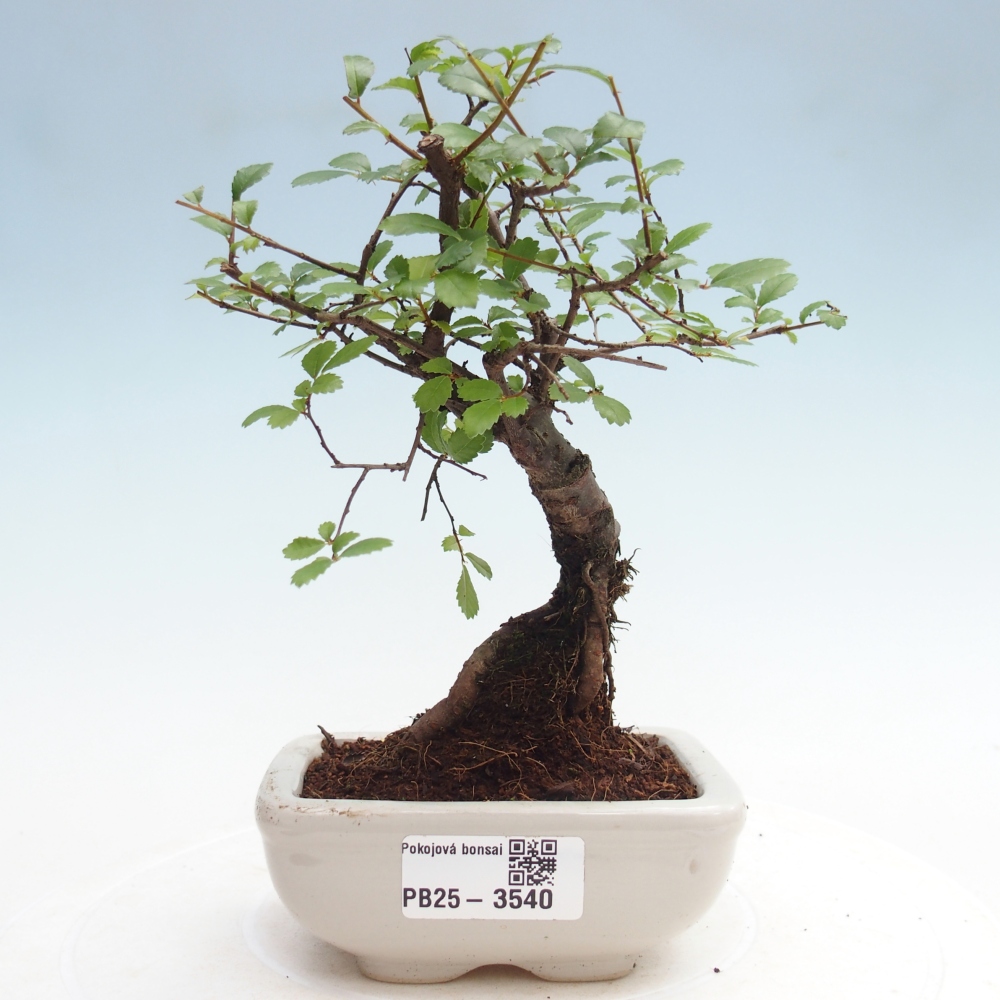 Pokój bonsai - Ulmus parvifolia - Wiąz drobnolistny