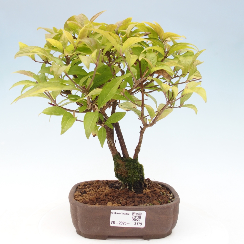 Outdoor bonsai - callicarpa jap Leucocarpa