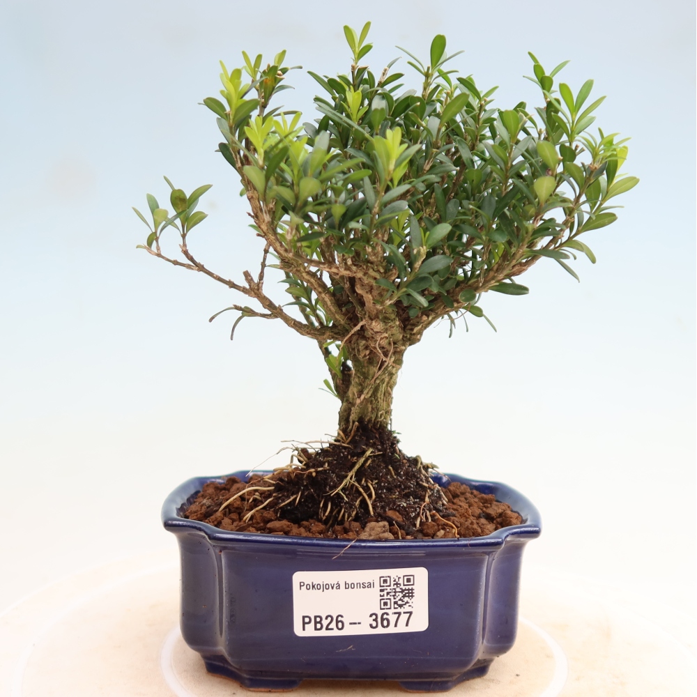 Pokój bonsai - Buxus harlandii - buxus korkowy