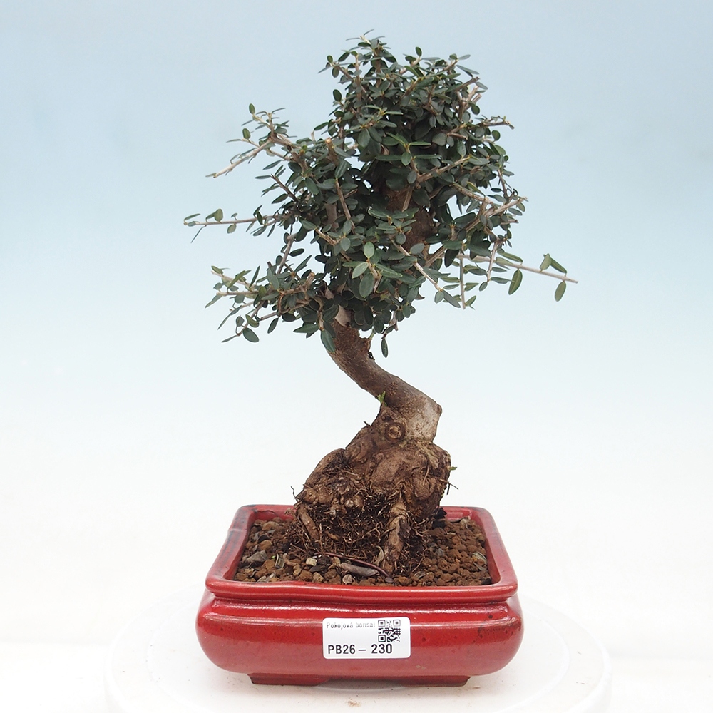 Bonsai do wnętrz - Olea europaea sylvestris