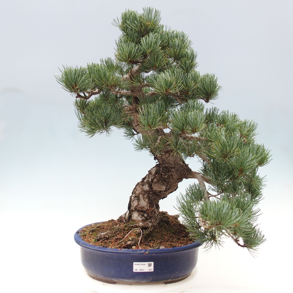 Outdoor bonsai - Pinus parviflora - Mała sosna