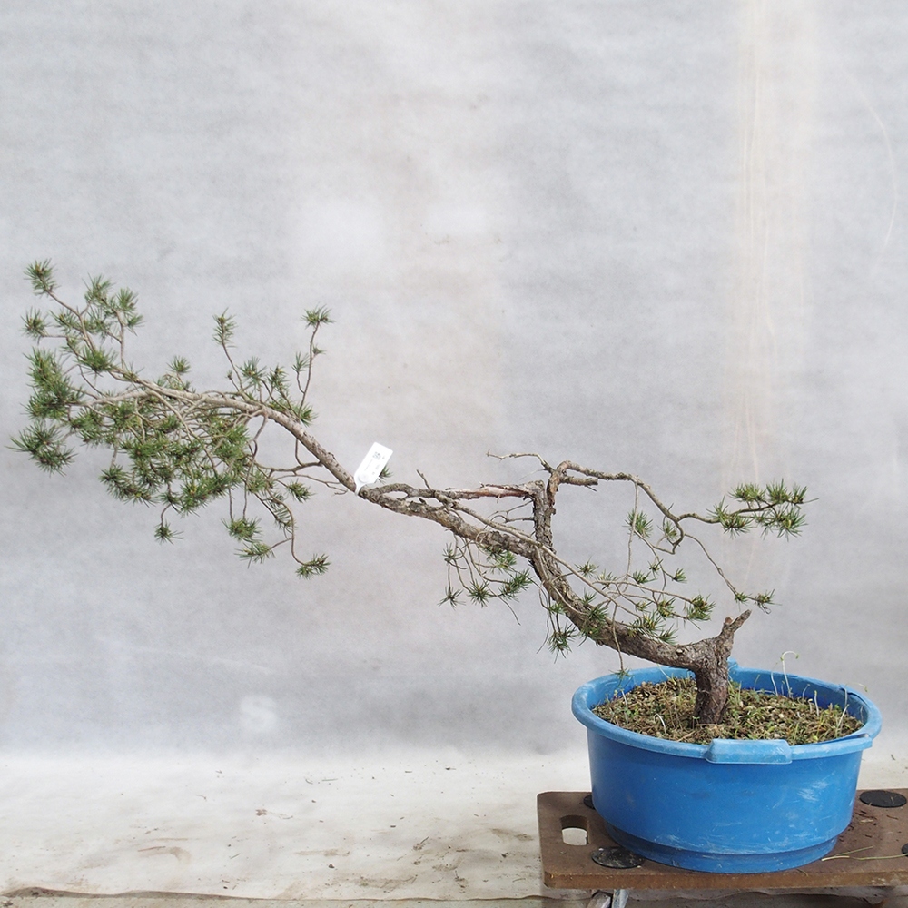 Yamadori - Pinus sylvestris 