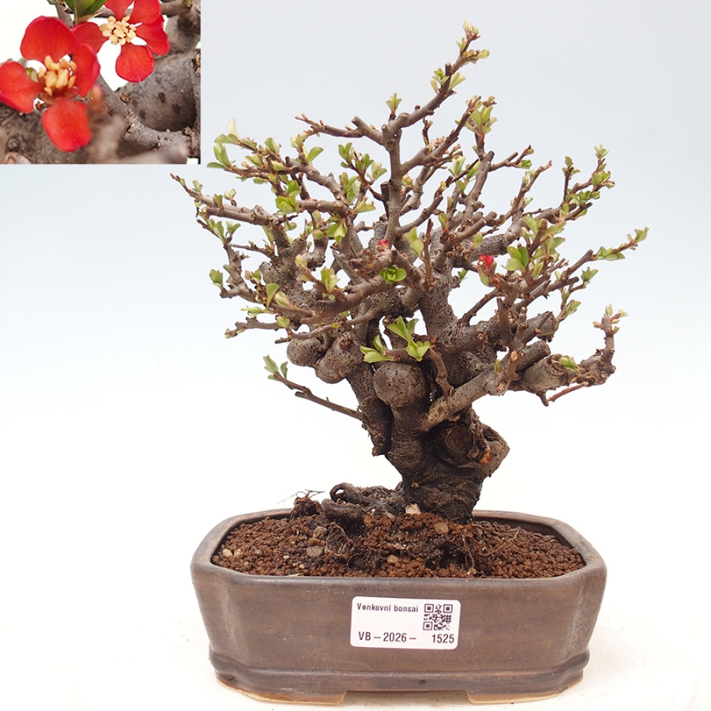 Bonsai zewnętrzne - Chaneomeles speciosa - Pigwa