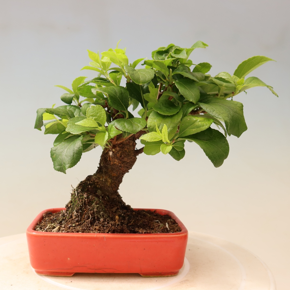Bonsai zewnętrzne - Celastrus orbiculatus