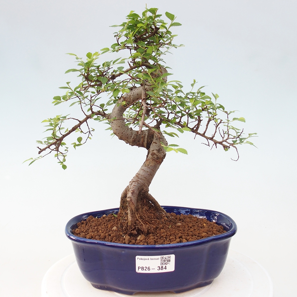 Pokój bonsai - Ulmus parvifolia - Wiąz drobnolistny