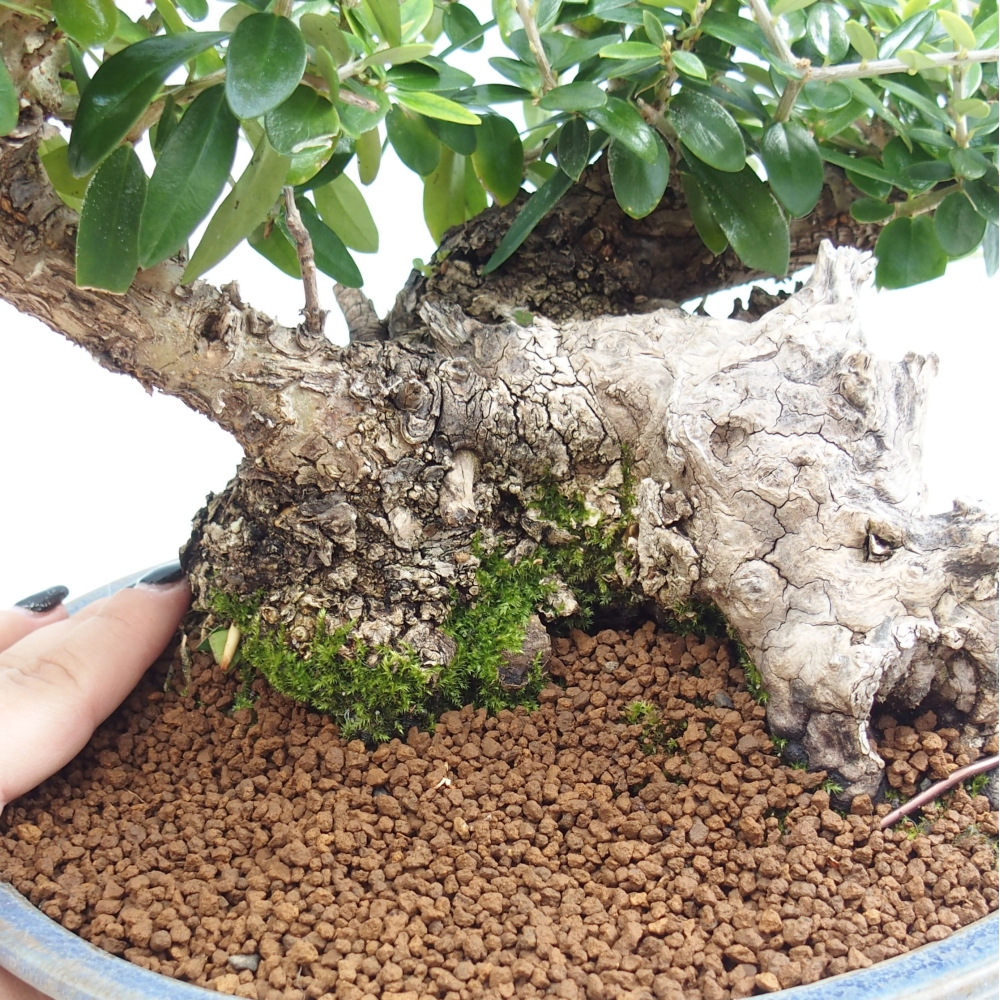 Kryte bonsai - Olea europaea sylvestris - Europejska oliwa z małych liści