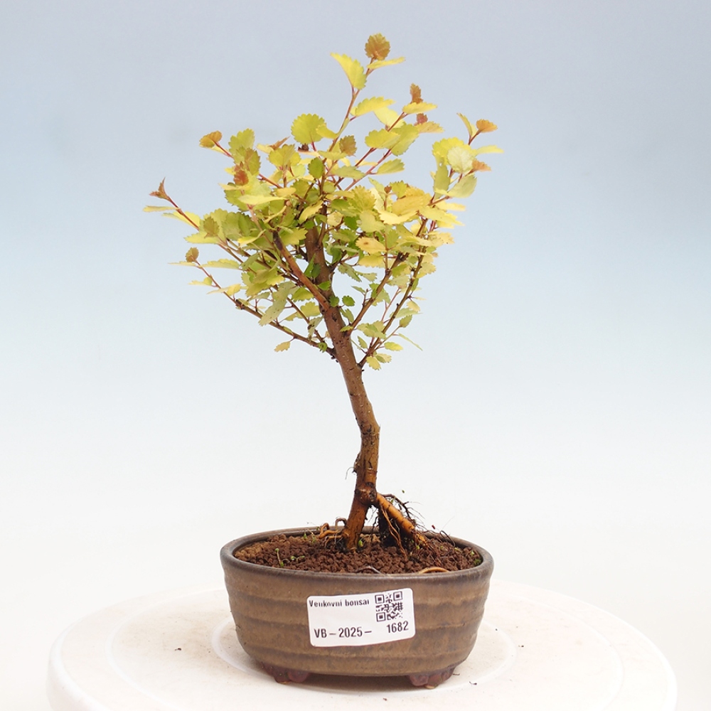 Bonsai zewnętrzne - brzoza karłowata - Betula NANA Treasure