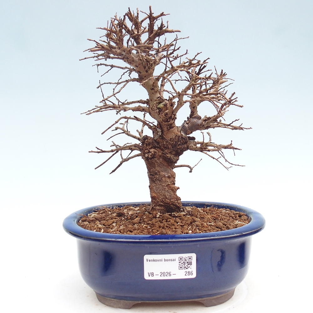 Bonsai zewnętrzne - Zelkova - Zelkova NIRE