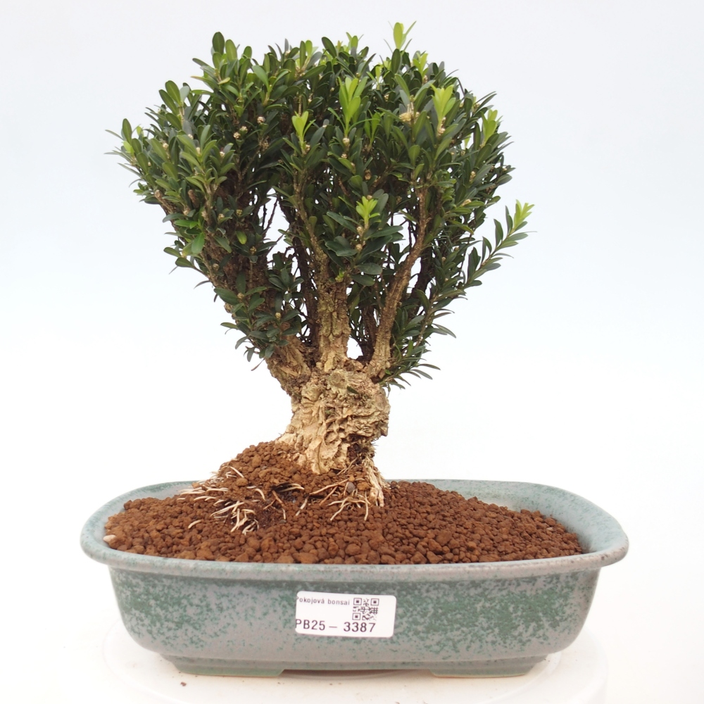 Pokój bonsai - Buxus harlandii - buxus korkowy