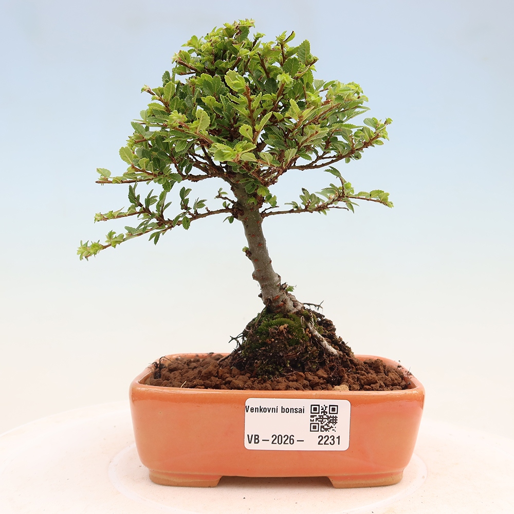 Bonsai zewnętrzne - Ulmus parvifolia Sagei - Wiąz drobnolistny