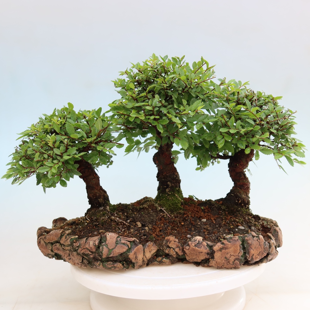 Bonsai ogrodowe – Zelkova – Zelkova NIRE – zagajnik