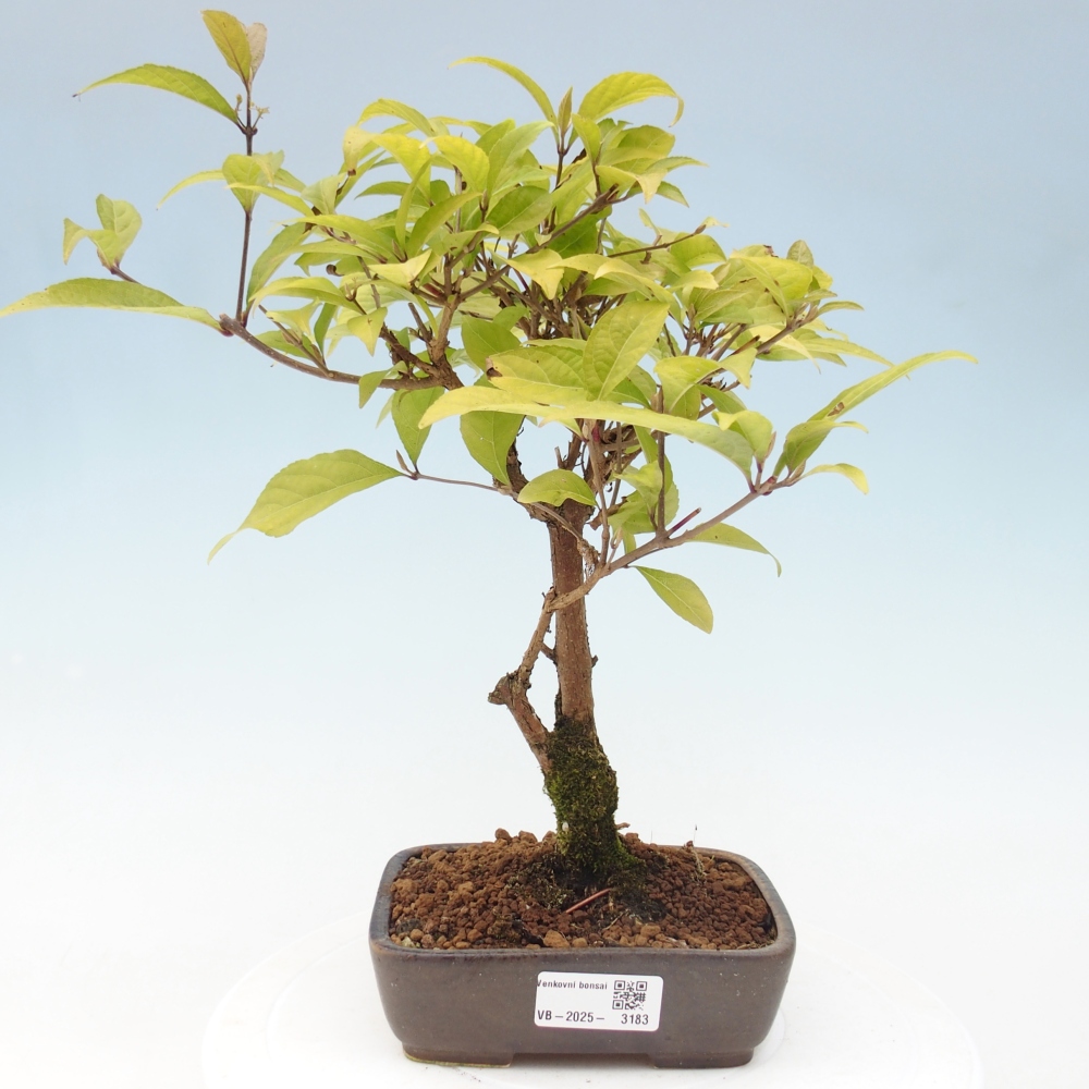 Outdoor bonsai - callicarpa jap Leucocarpa
