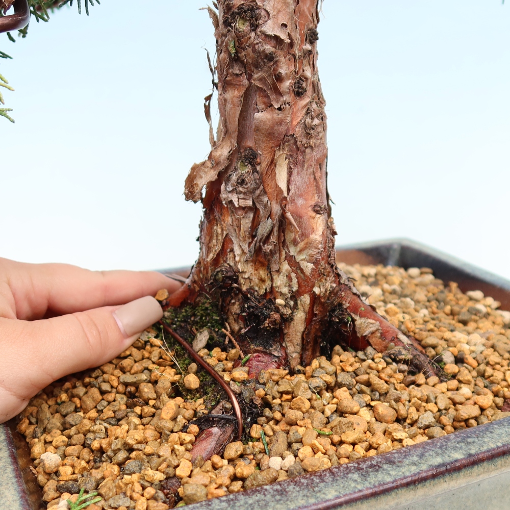 Outdoor bonsai - Juniperus chinensis Kishu