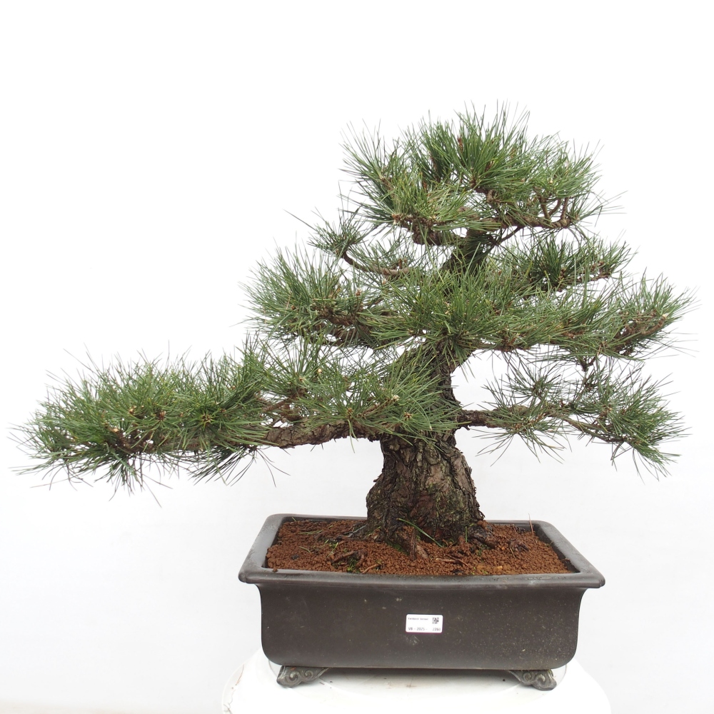 Bonsai ogrodowe - Pinus thunbergii - Sosna Thunberg