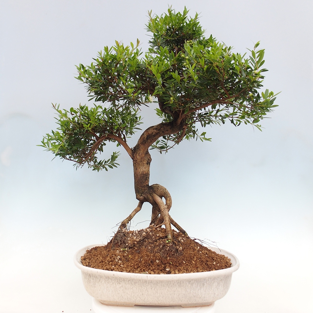 Indoor bonsai - Syzygium - Pimento - WYŁĄCZNIE ODBIÓR OSOBISTY lub transport paletowy