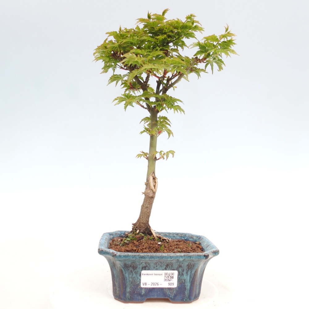 Outdoor bonsai - Jawor drobnolistny SHISHIGASHIRA