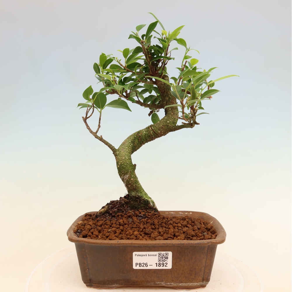 Pokój bonsai - Ficus retusa - figowiec drobnolistny
