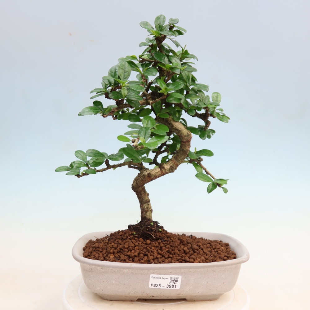Bonsai pokojowe - Carmona macrophylla - Tea fuki