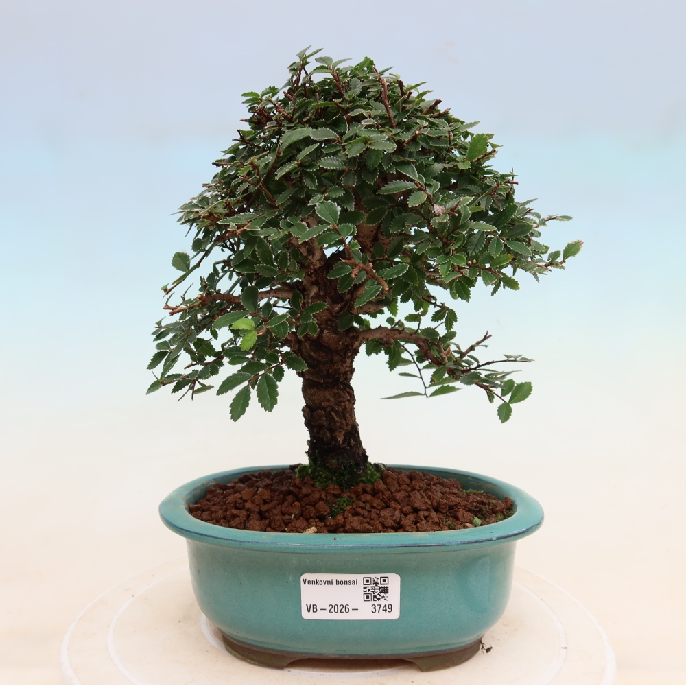 Bonsai zewnętrzne - Zelkova - Zelkova NIRE