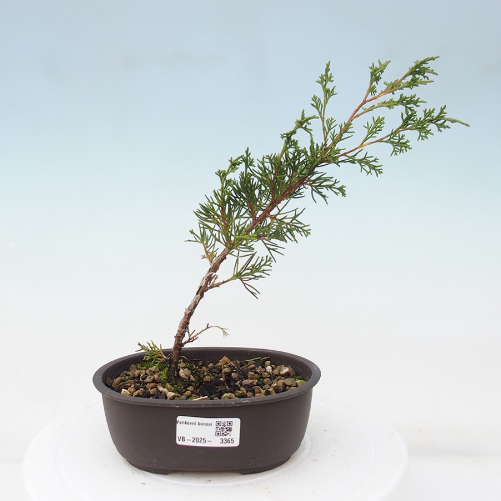 Outdoor bonsai - Juniperus chinensis Itoigawa - Jałowiec chiński