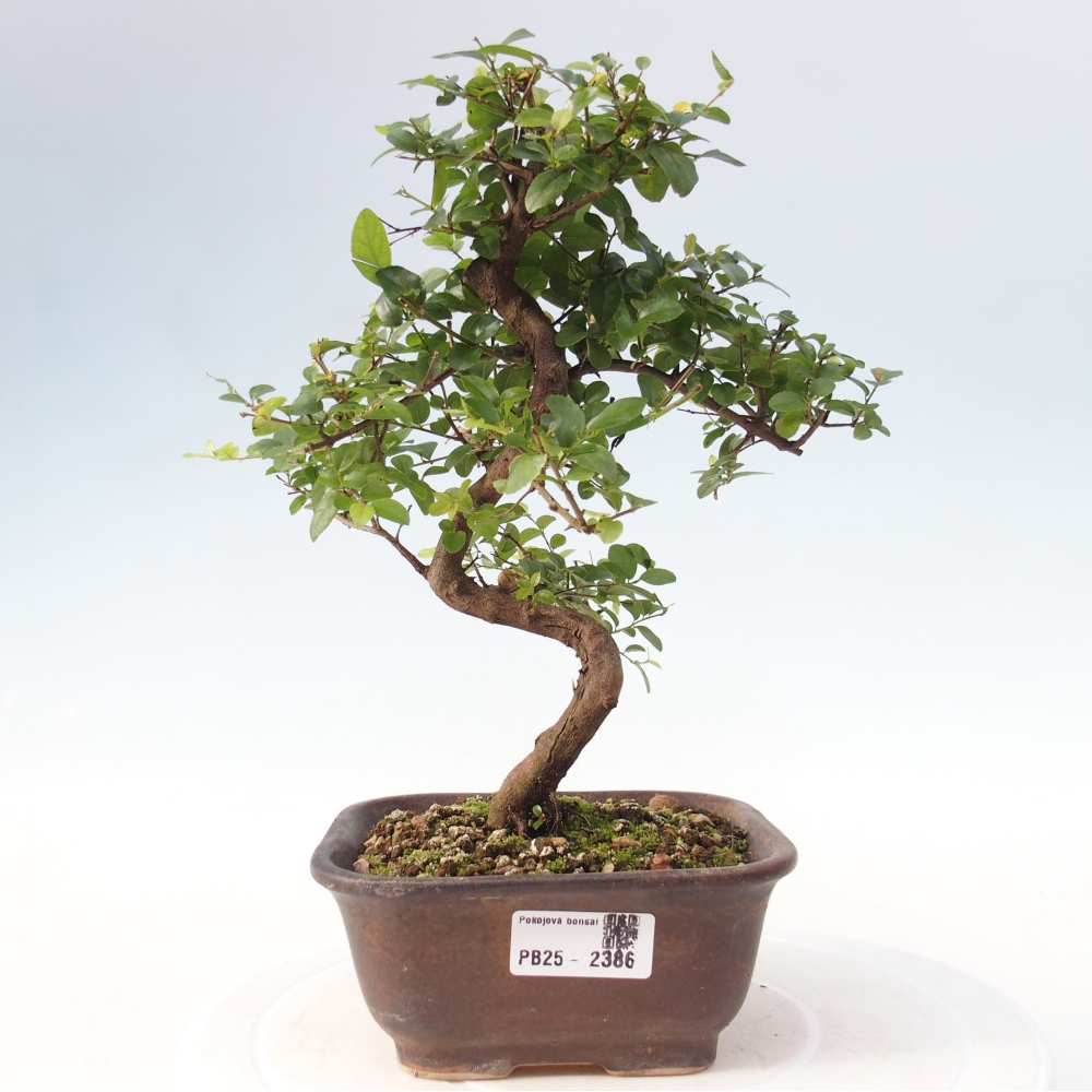 Bonsai wewnętrzne - Sagerécie thea - Sagerécie thea