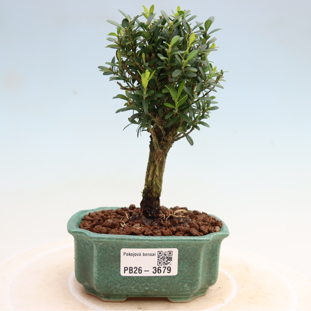 Pokój bonsai - Buxus harlandii - buxus korkowy