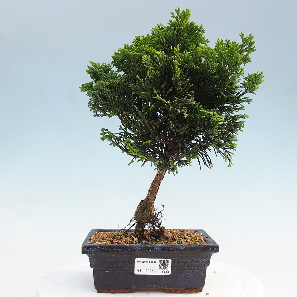 Bonsai na zewnątrz - Cham.pis obtusa Nana Gracilis - Cyprys