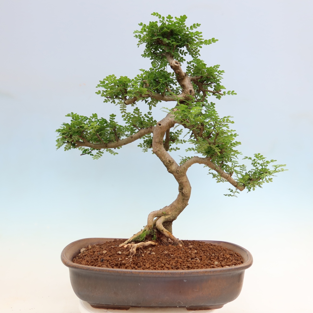 Pokój bonsai - Zantoxylum piperitum - drzewo pieprzowe