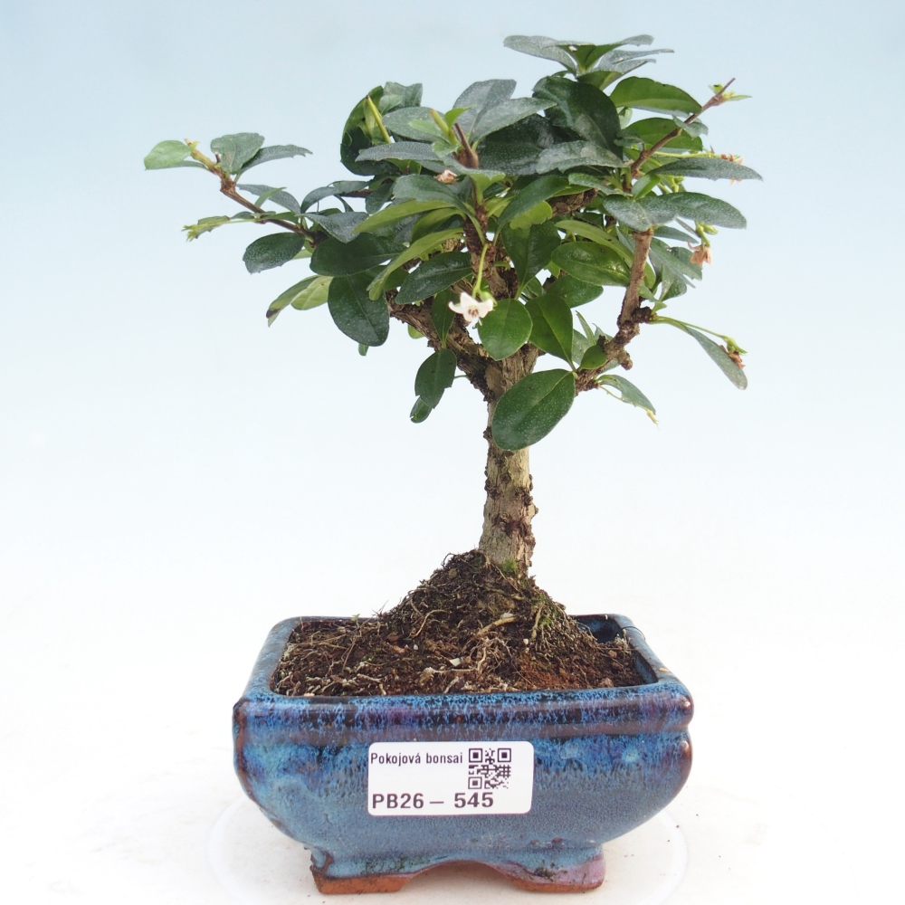 Bonsai wewnętrzne - Carmona makrophylla - Herbata Fuki
