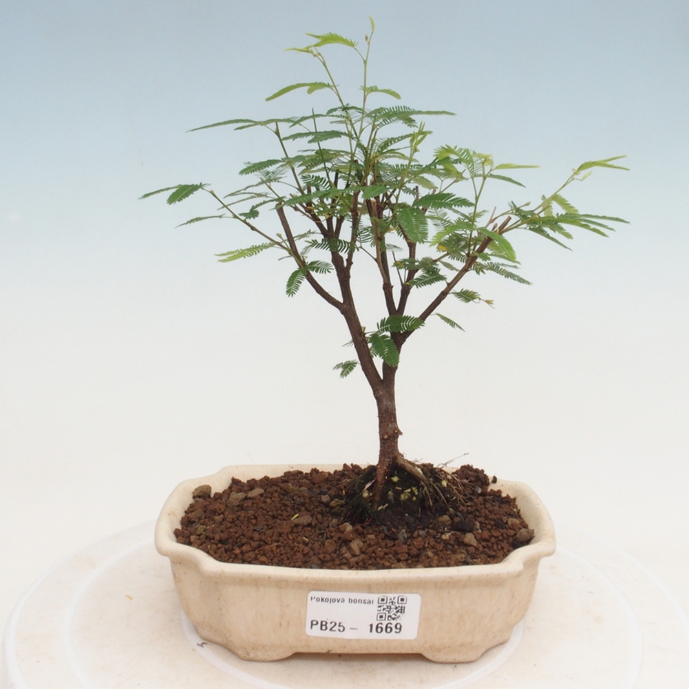 Pokój bonsai-Calliandra surinamensis Dixie Pink - Kaliandra z Surii