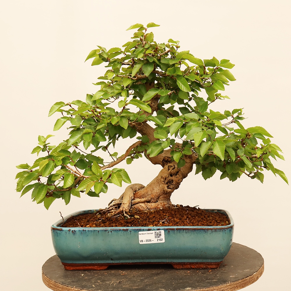 Bonsai plenerowe - Carpinus Coreana - grab koreański