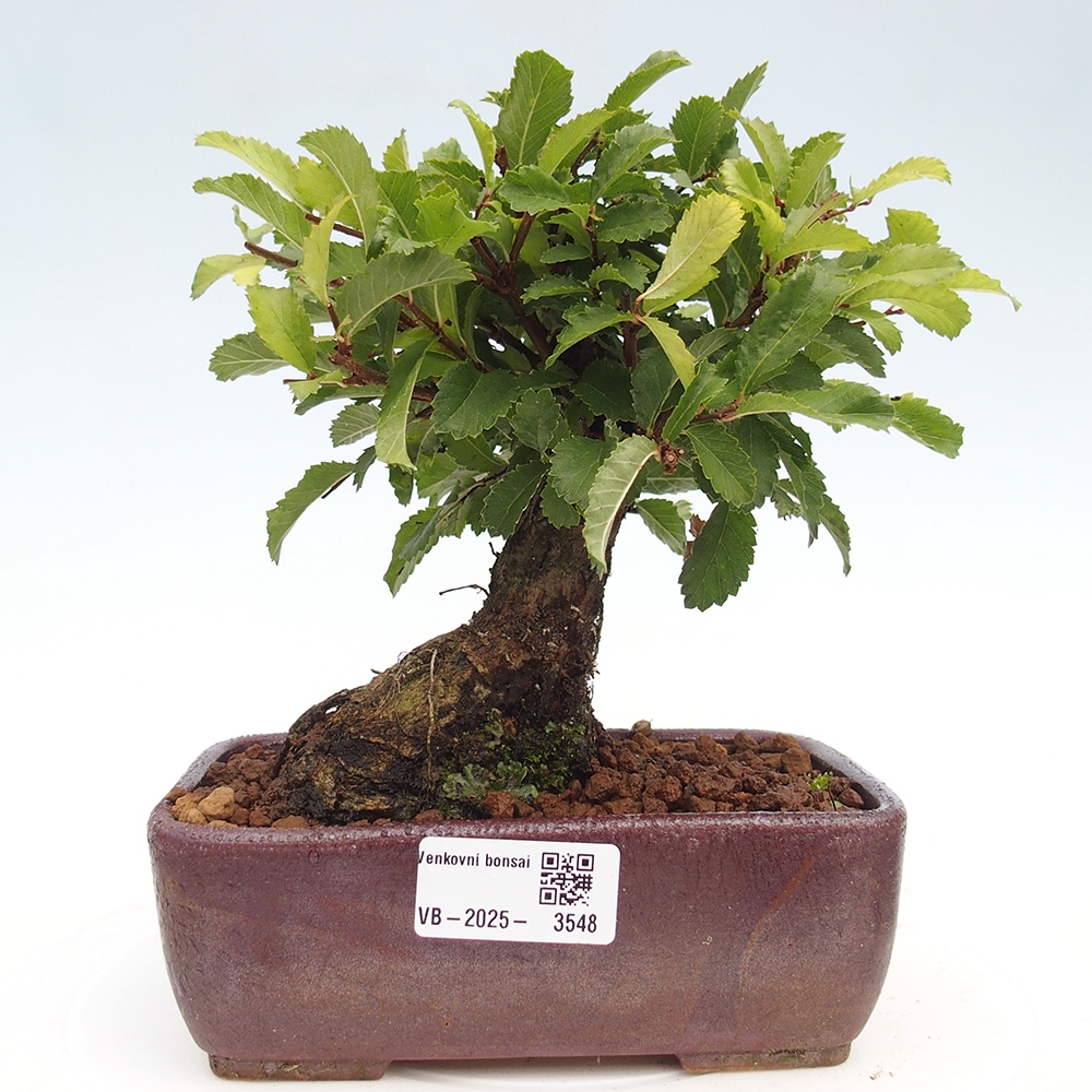 Bonsai zewnętrzne - Zelkova - Zelkova NIRE