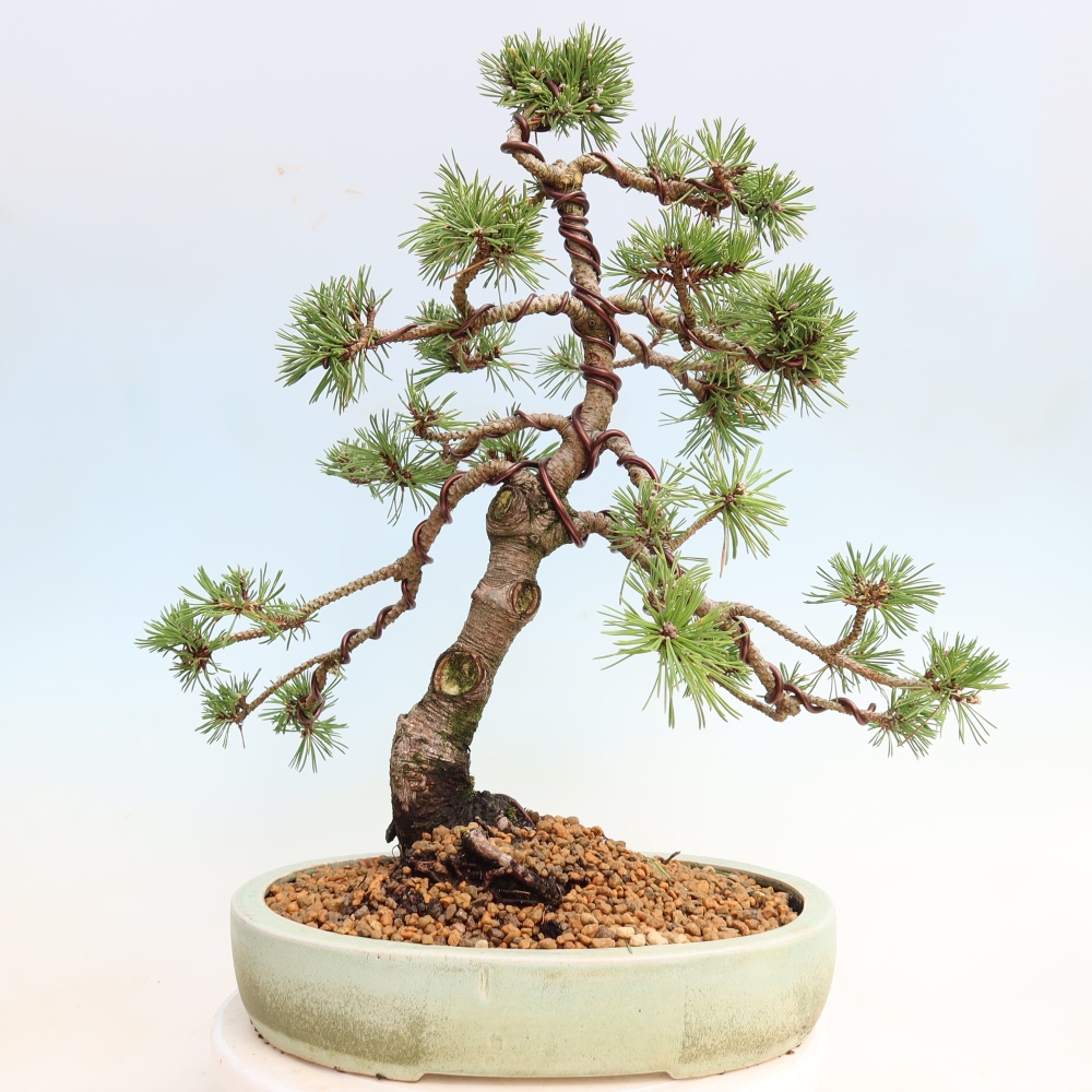 Bonsai ogrodowe – Pinus mugo Humpy – sosna karłowata