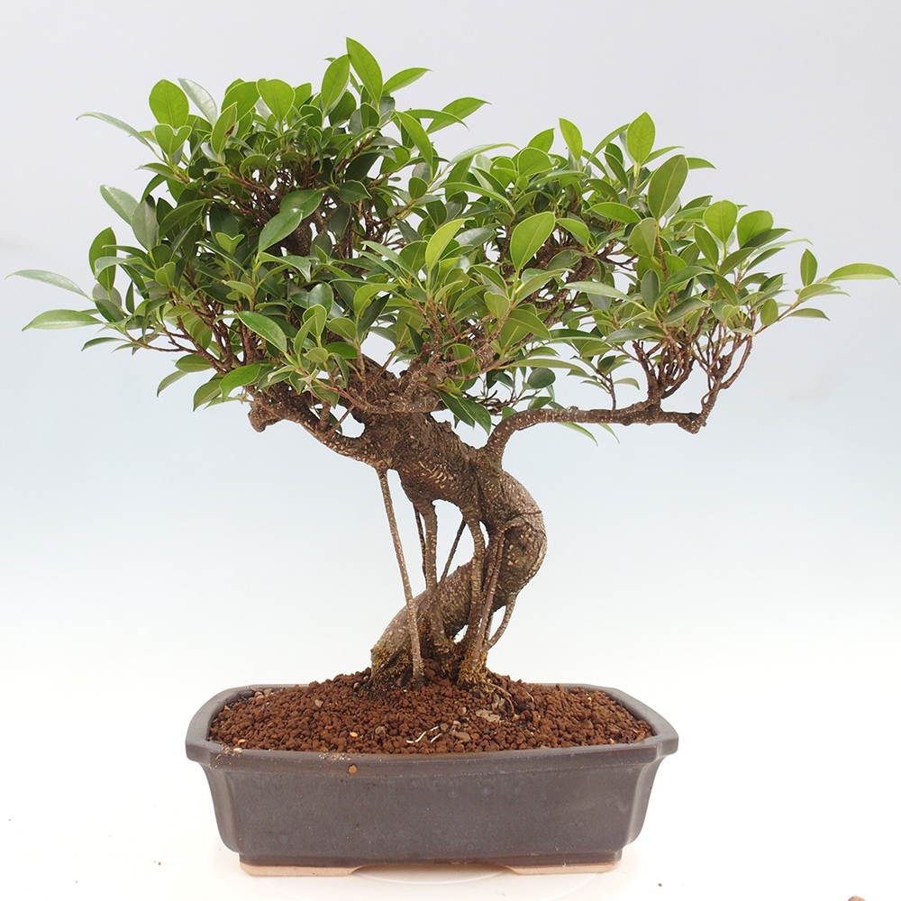 Kryty bonsai - Ficus kimmen - figowiec drobnolistny