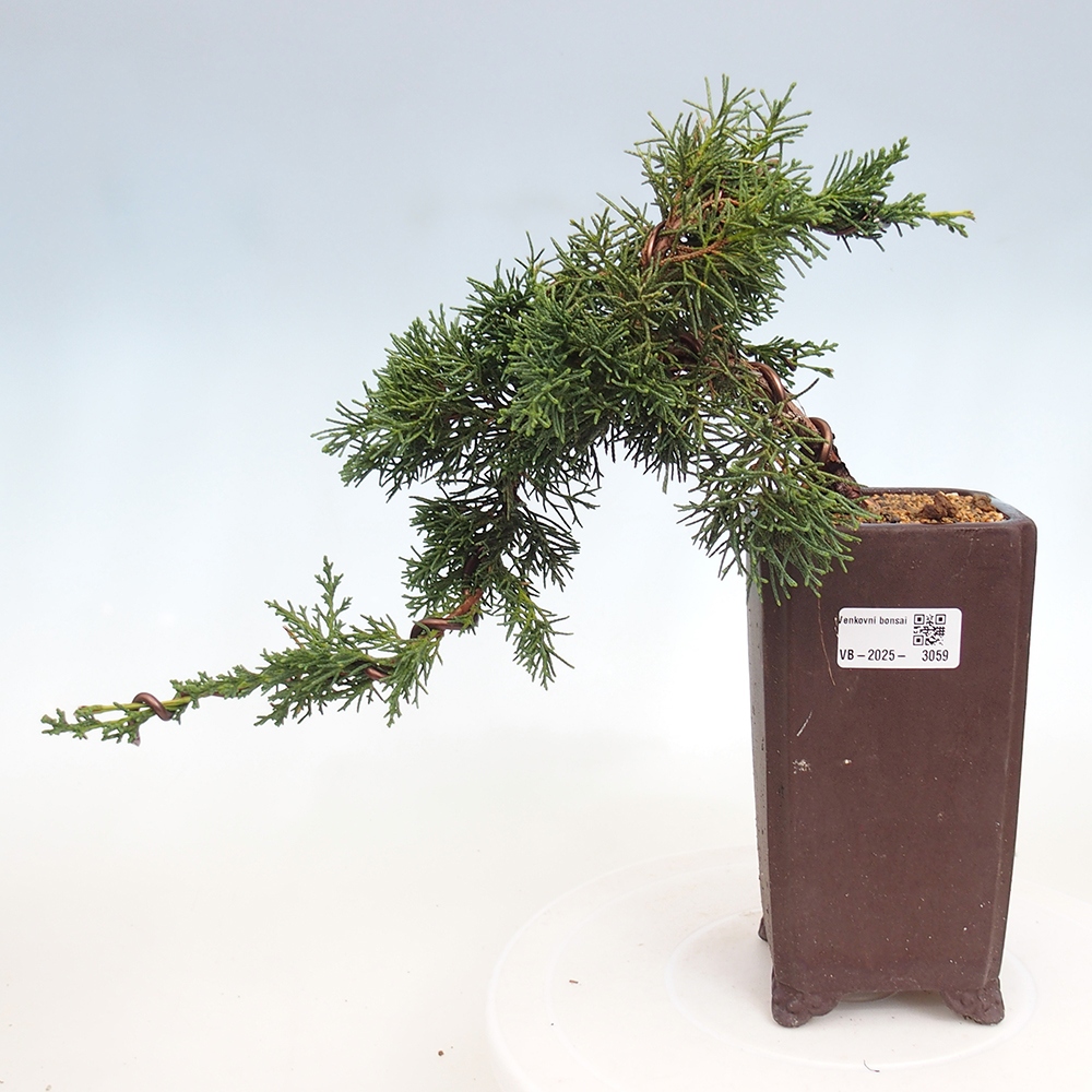 Bonsai zewnętrzne - Juniperus chinensis Kishu - Jałowiec chiński