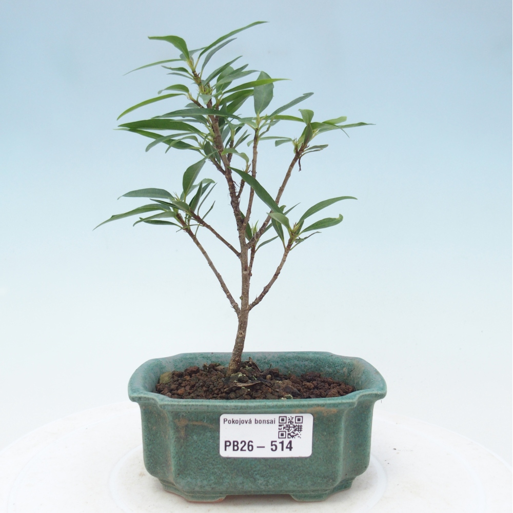 Pokój bonsai - Ficus nerifolia - figowiec drobnolistny