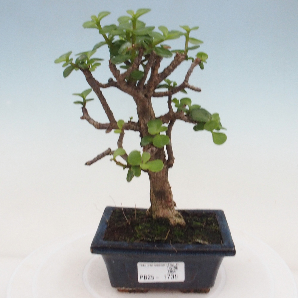 Kryte bonsai - Portulakaria Afra - Tlustice