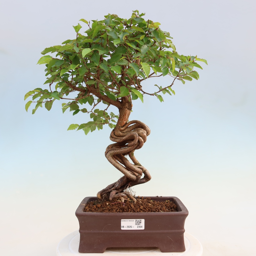 Outdoor bonsai - Carpinus coreana - grab koreański