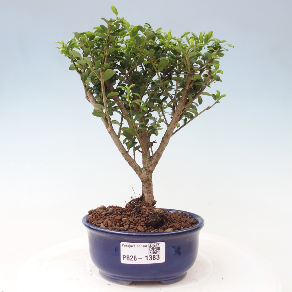 Pokój bonsai - Ilex crenata - Ostrokrzew