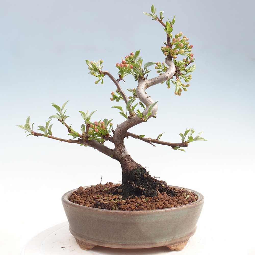 Outdoor bonsai - Malus sargentii - Jabłoń drobnoowocowa