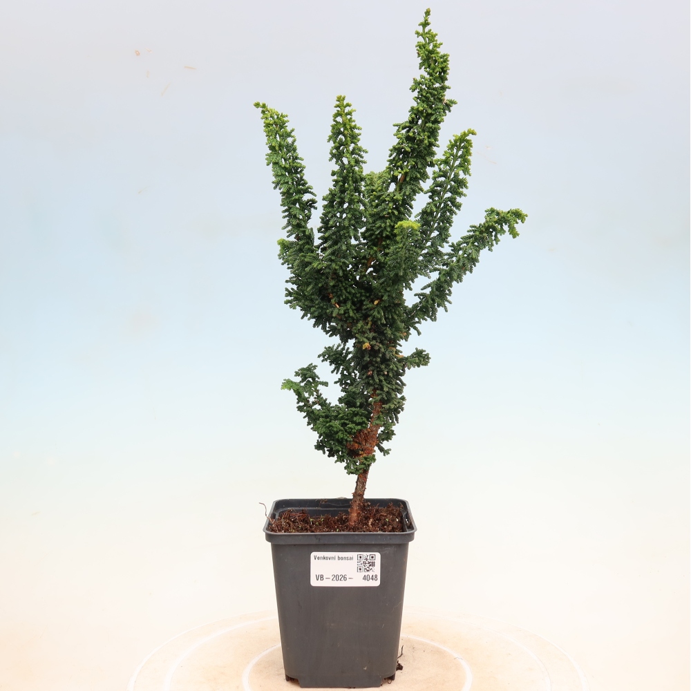 Bonsai zewnętrzne - Cham. obtusa SEKKA HINOKI - Cyprys