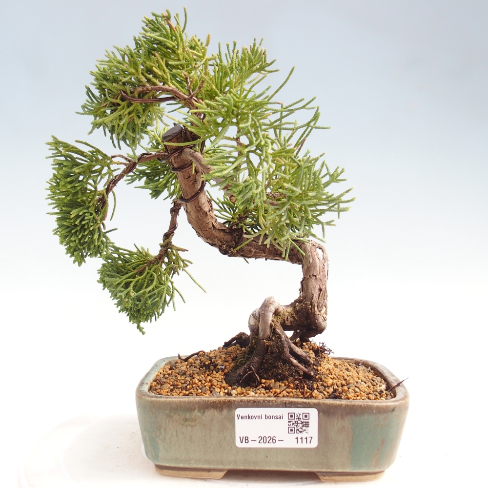 Outdoor bonsai - Juniperus chinensis Kishu