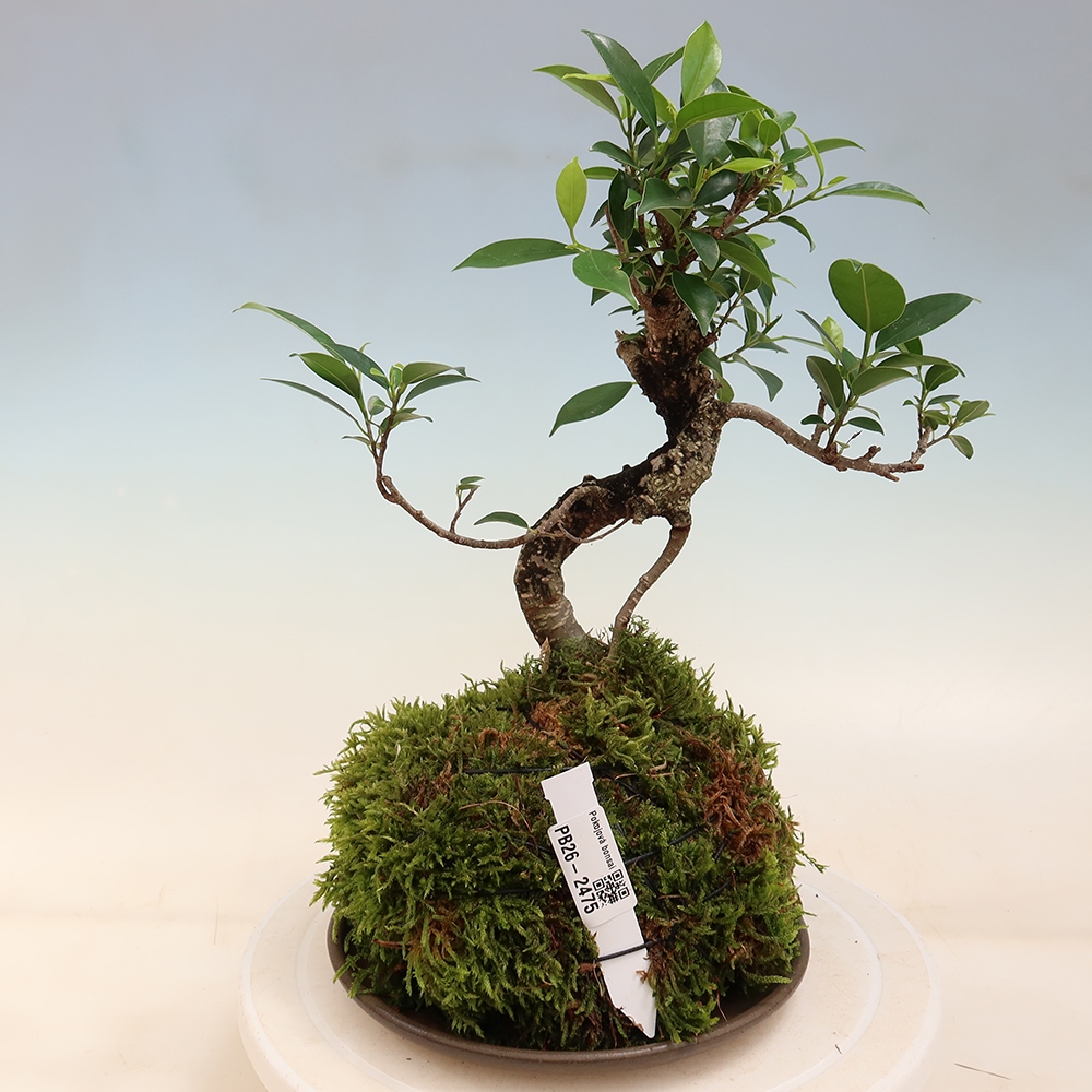 Kokedama z podstawką – figowiec drobnolistny – Ficus kimmen