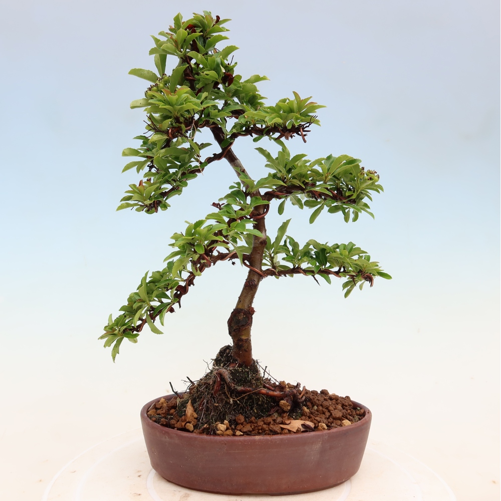 Bonsai ogrodowe – Pyracantha teton – ognik szkarłatny