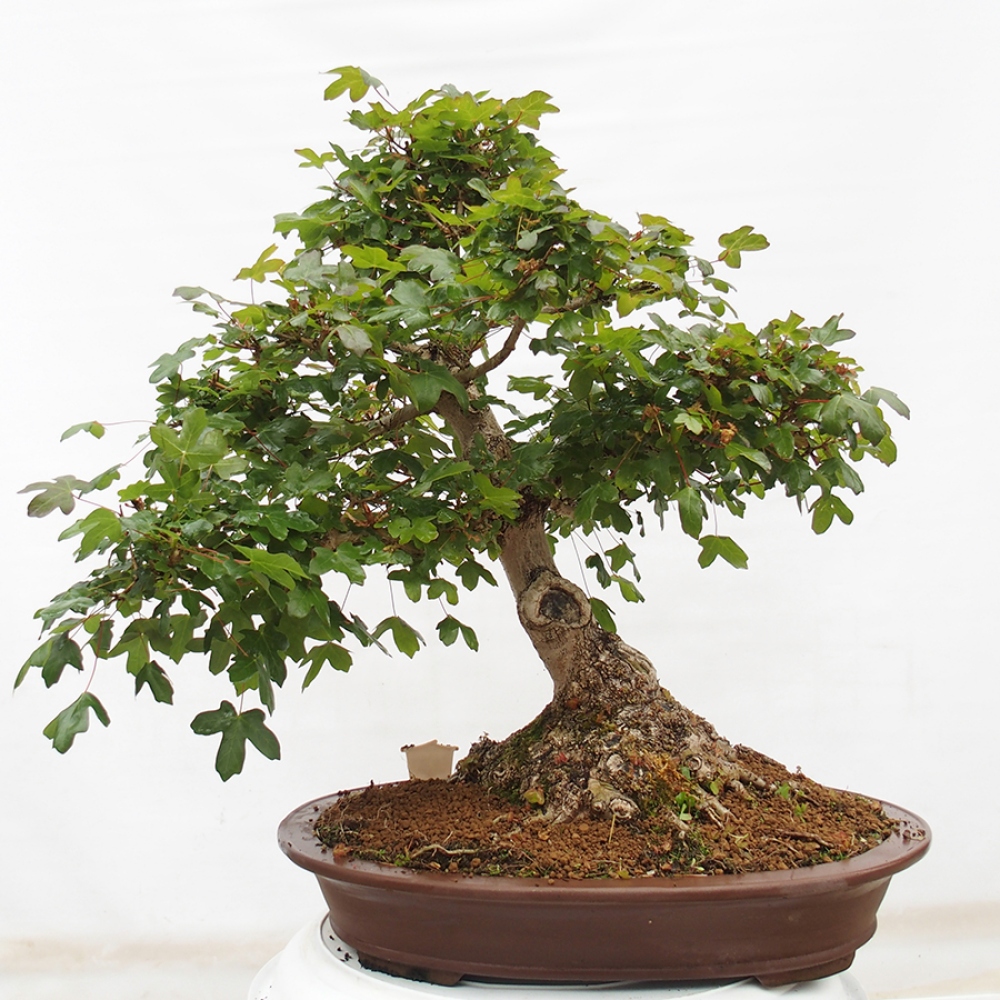 Bonsai zewnętrzne - Klon Francuski - Acer Nonspessulanum