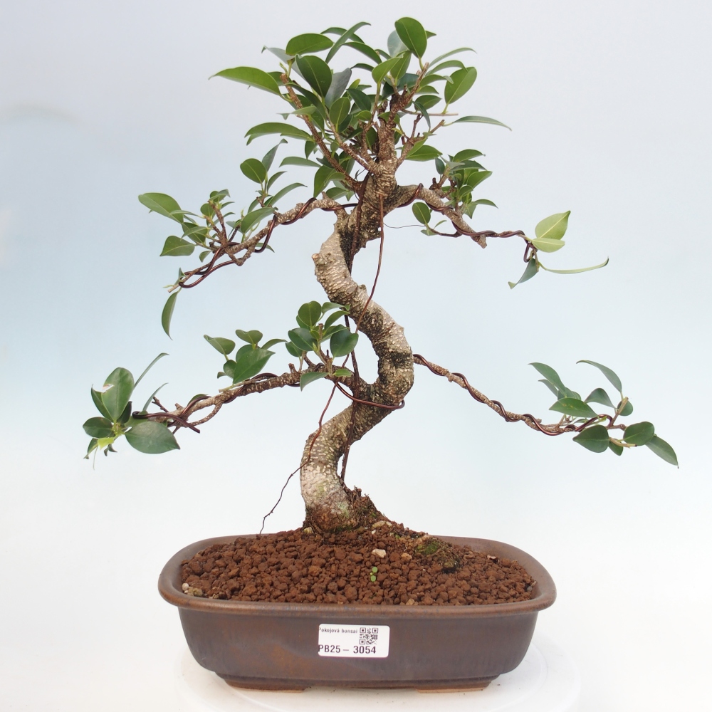 Kryty bonsai - kimono Ficus - figowiec drobnolistny
