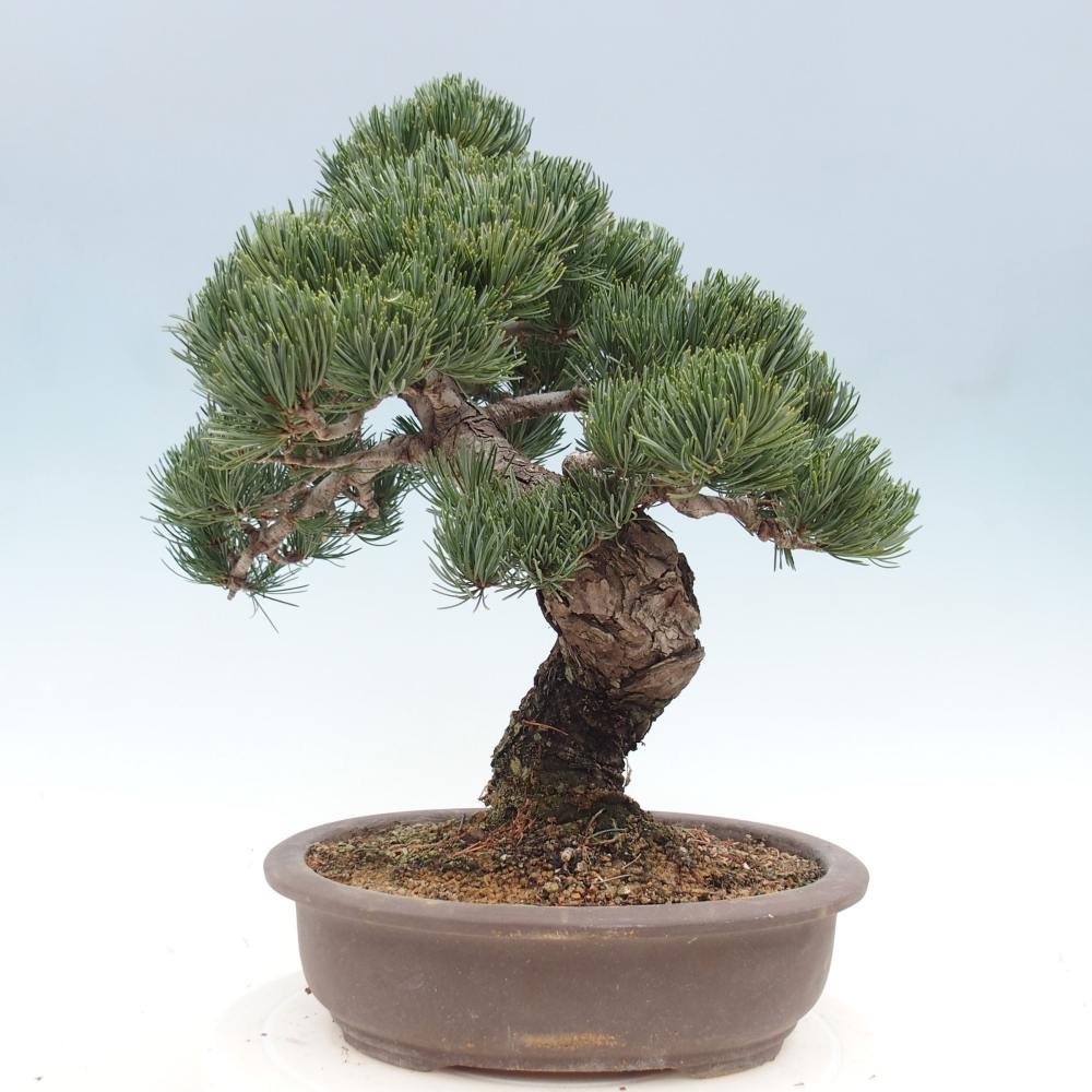 Outdoor bonsai - Pinus parviflora - Mała sosna