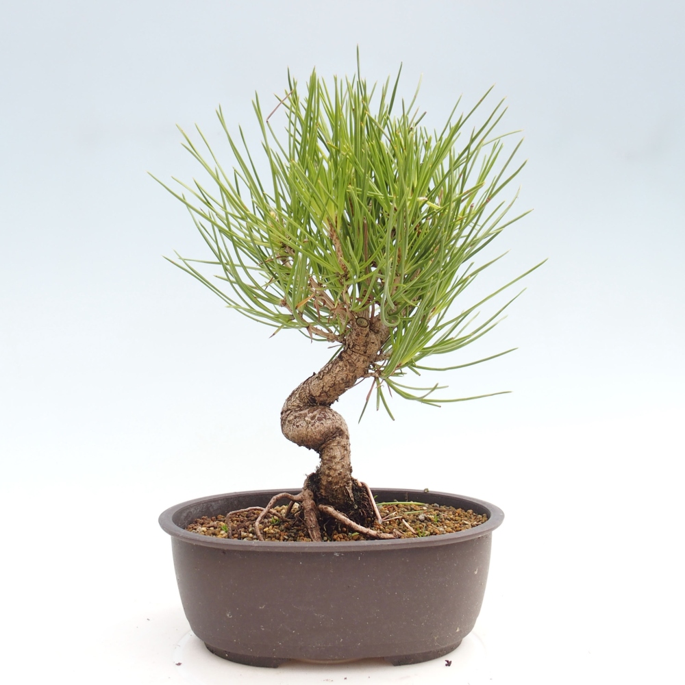 Bonsai ogrodowe - Pinus thunbergii - Sosna Thunbergia