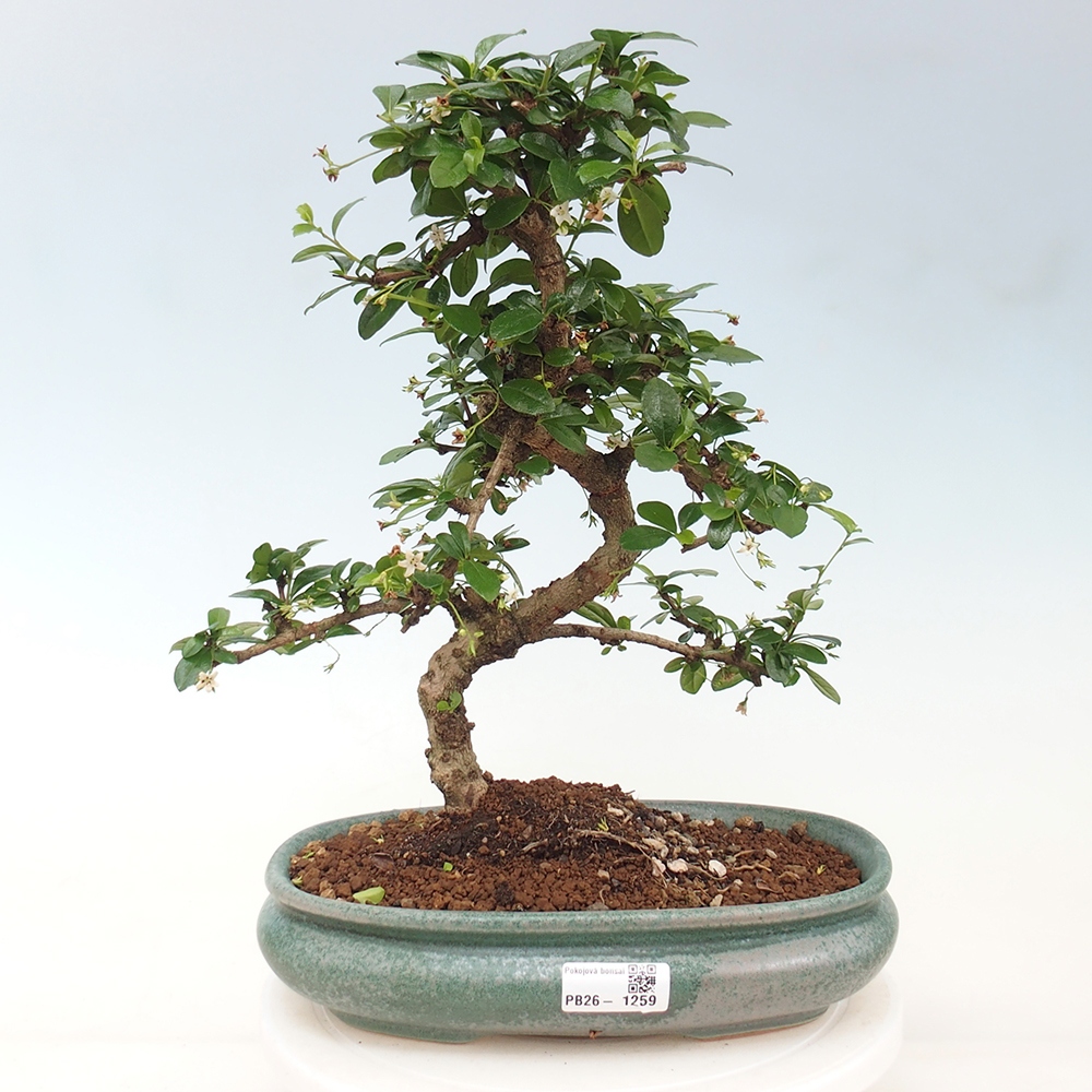 Bonsai pokojowe - Carmona macrophylla - Tea fuki