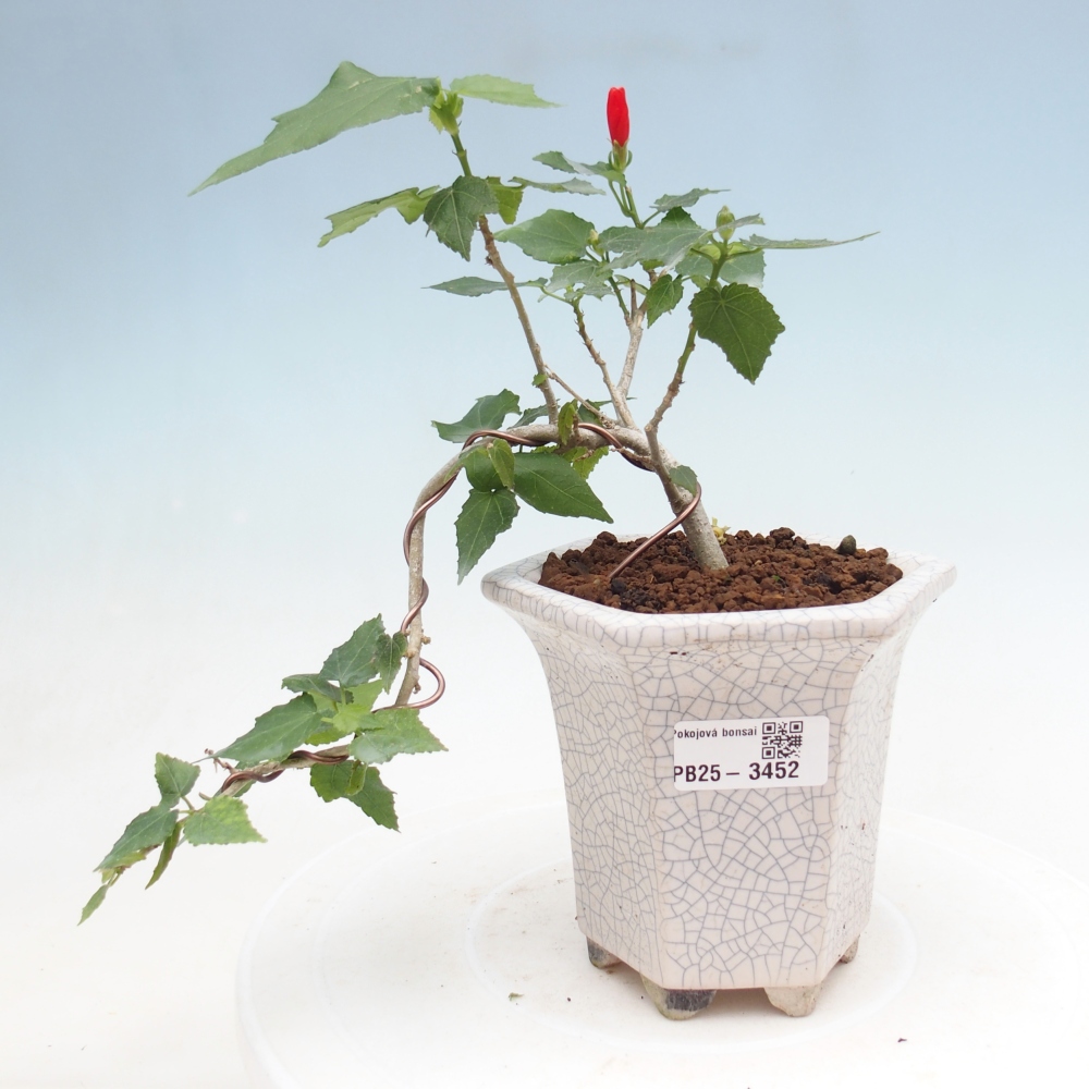 Bonsai domowe - Malvaviscus arboreus